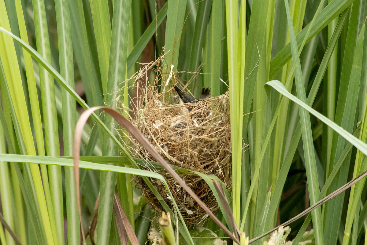 Tales of two nests
