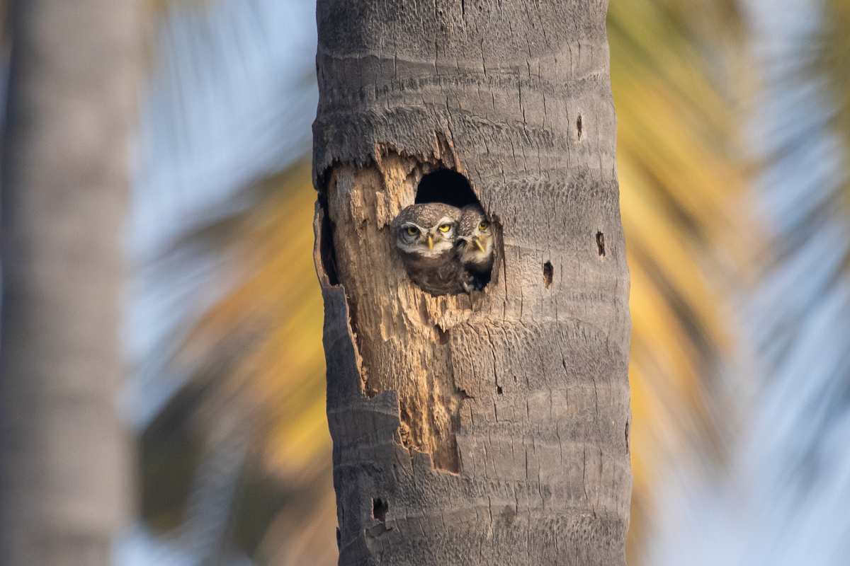 Spot a story – Spotted Owlets
