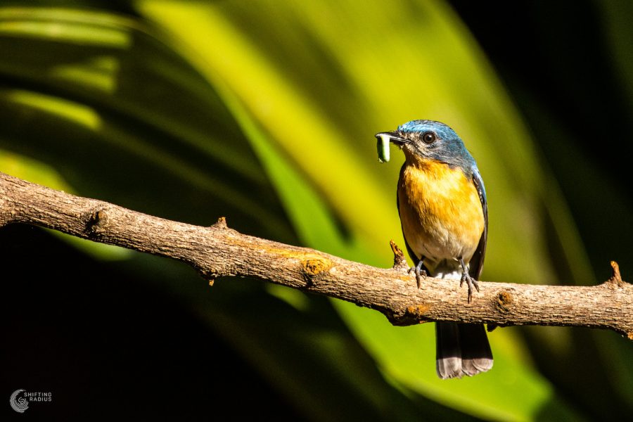 Tickell’s blue flycatcher (Feed) – Shifting Radius