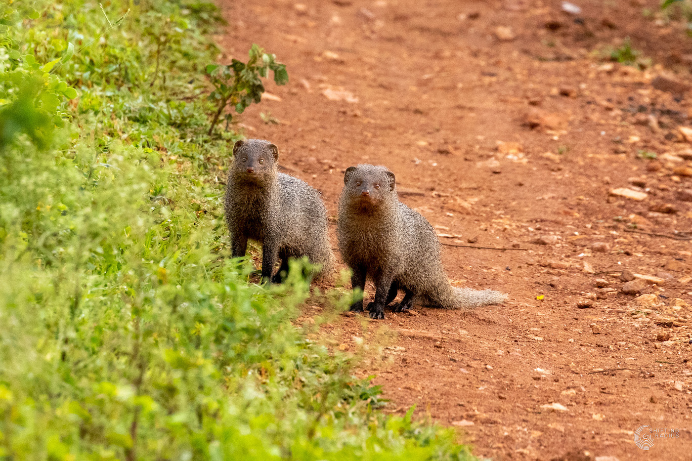 A non-bird post – Indian Grey Mongoose