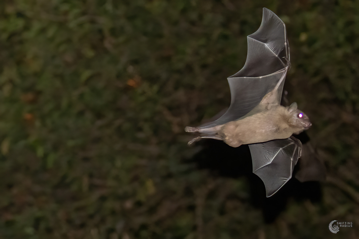 Bats getting high…Hic