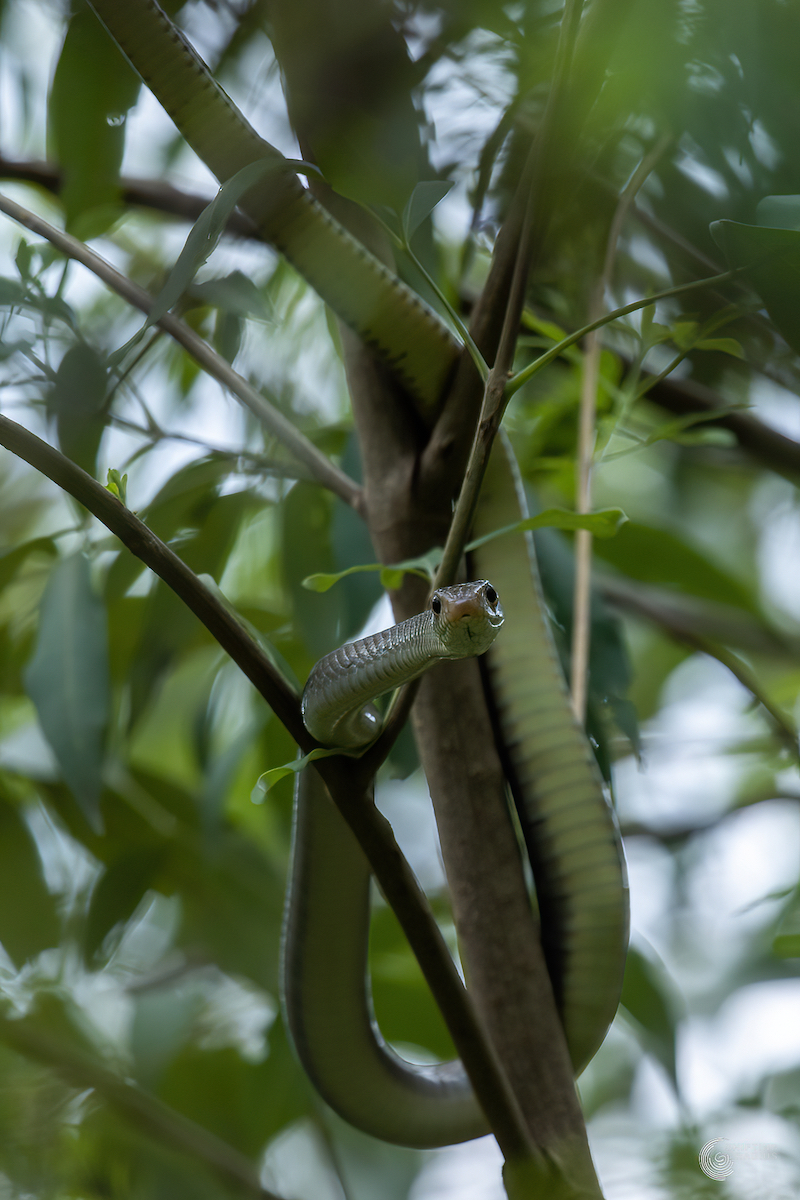 Tailor bird vs Rat snake – Shifting Radius