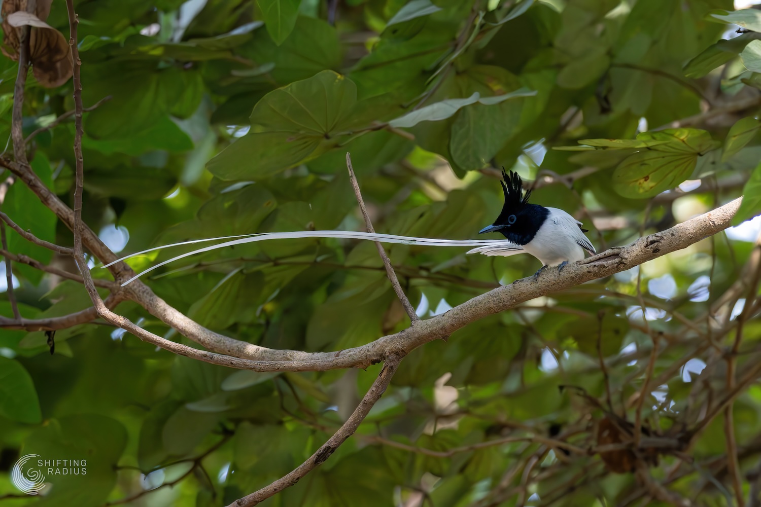 Paradise Flycatcher in my Balcony