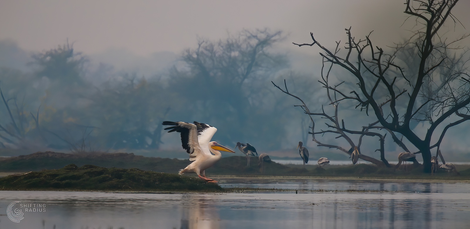 The magic of Keoladeo National Park – Bharatpur!