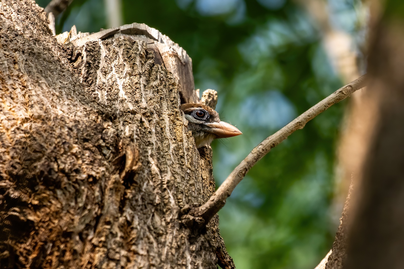 Barbet and Squirrel