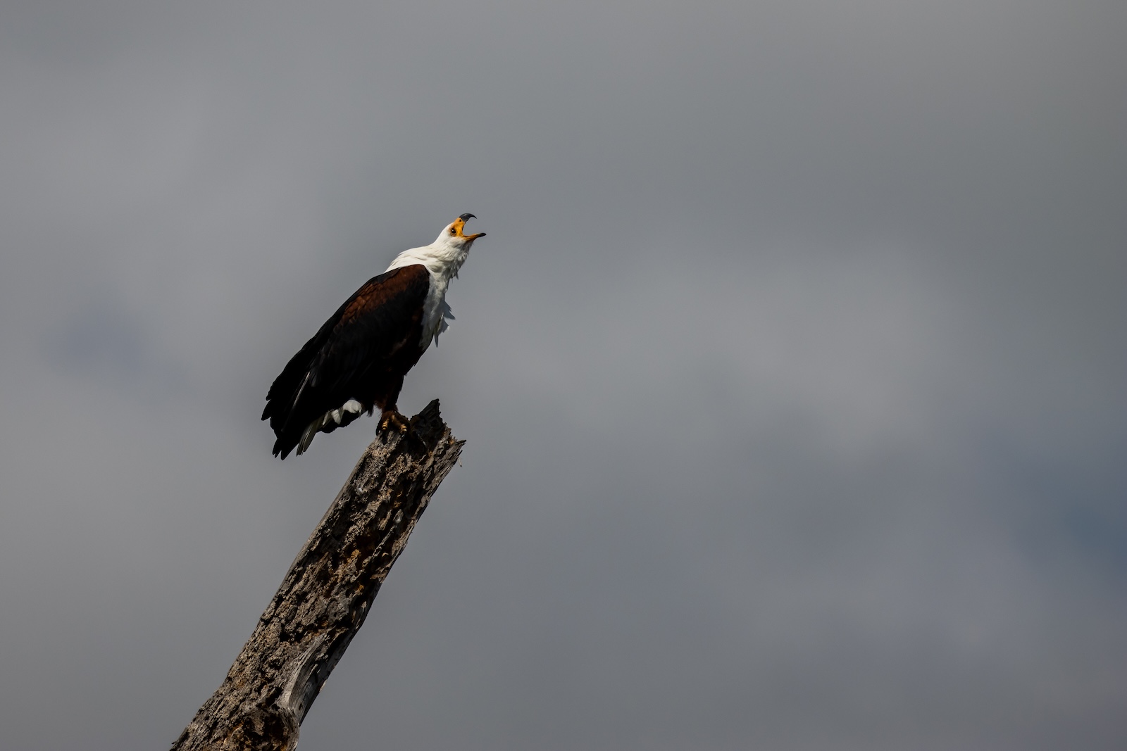 2026 Phone Wallpaper Calendar