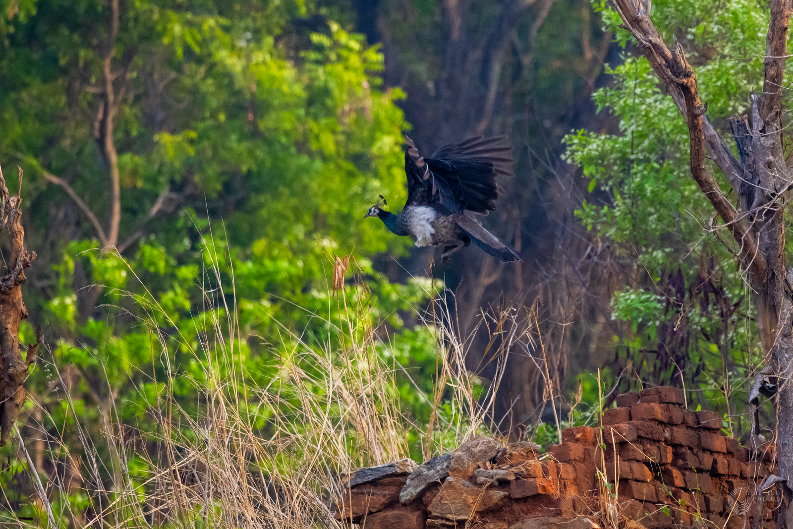 Birding with Rhea